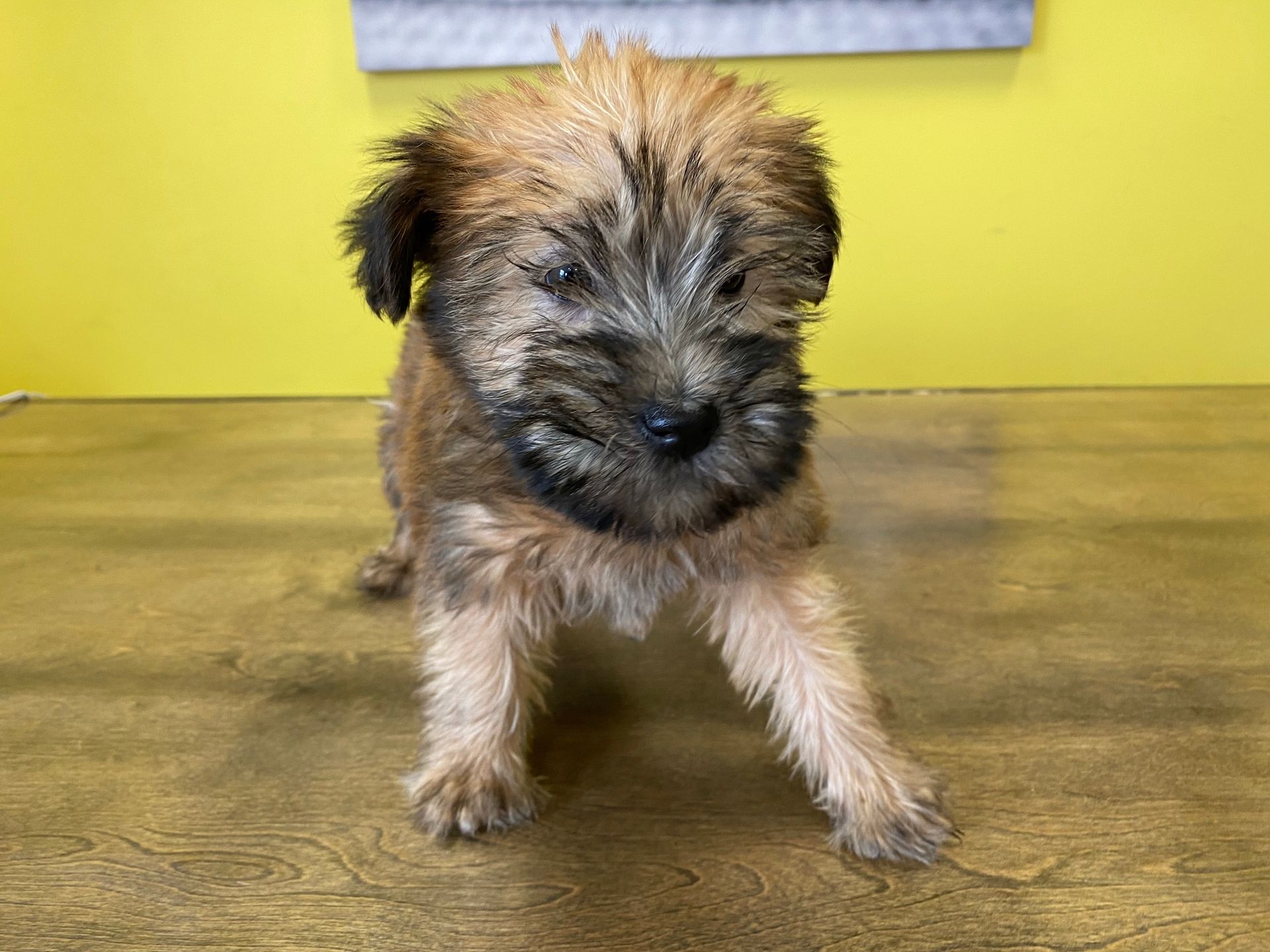 soft coated wheaten terrier puppies