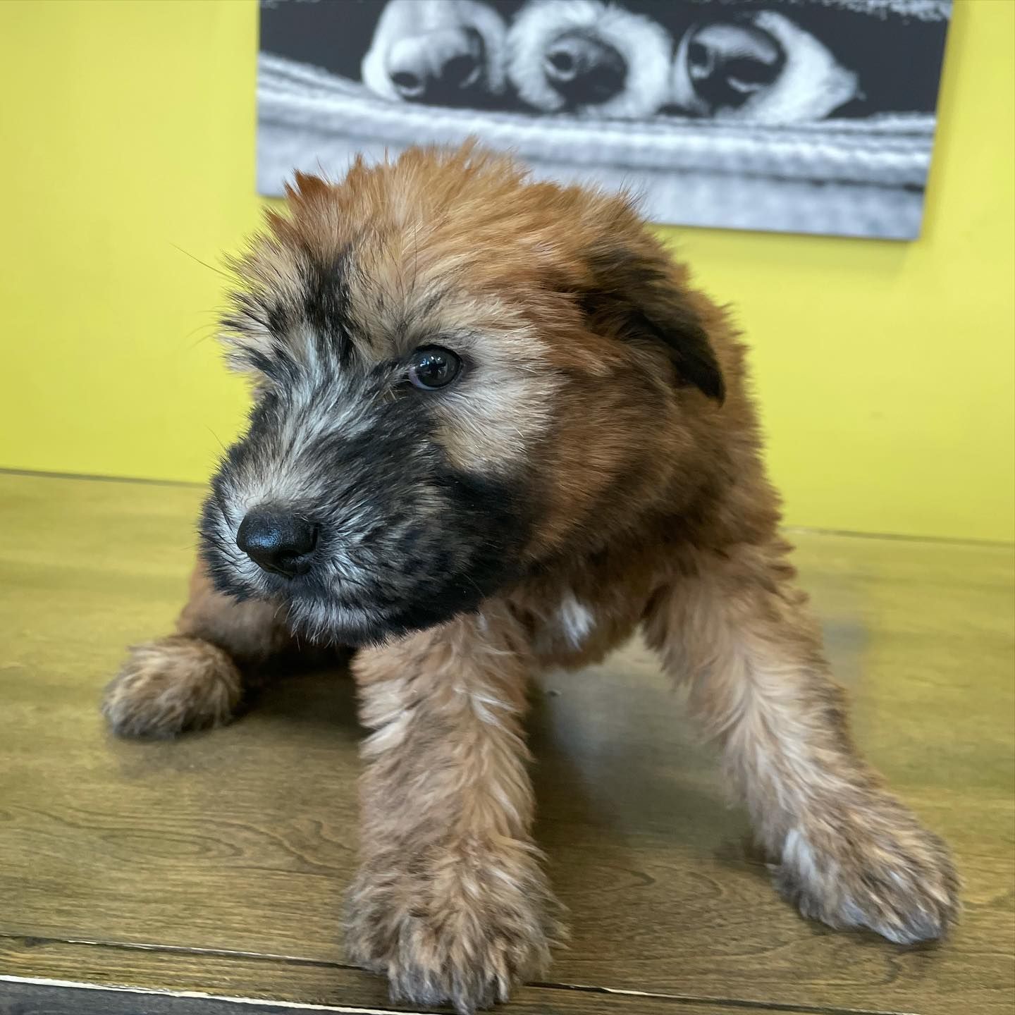 wheaten terrier puppies for sale