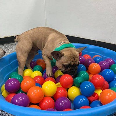 Calgary's #1 dog daycare