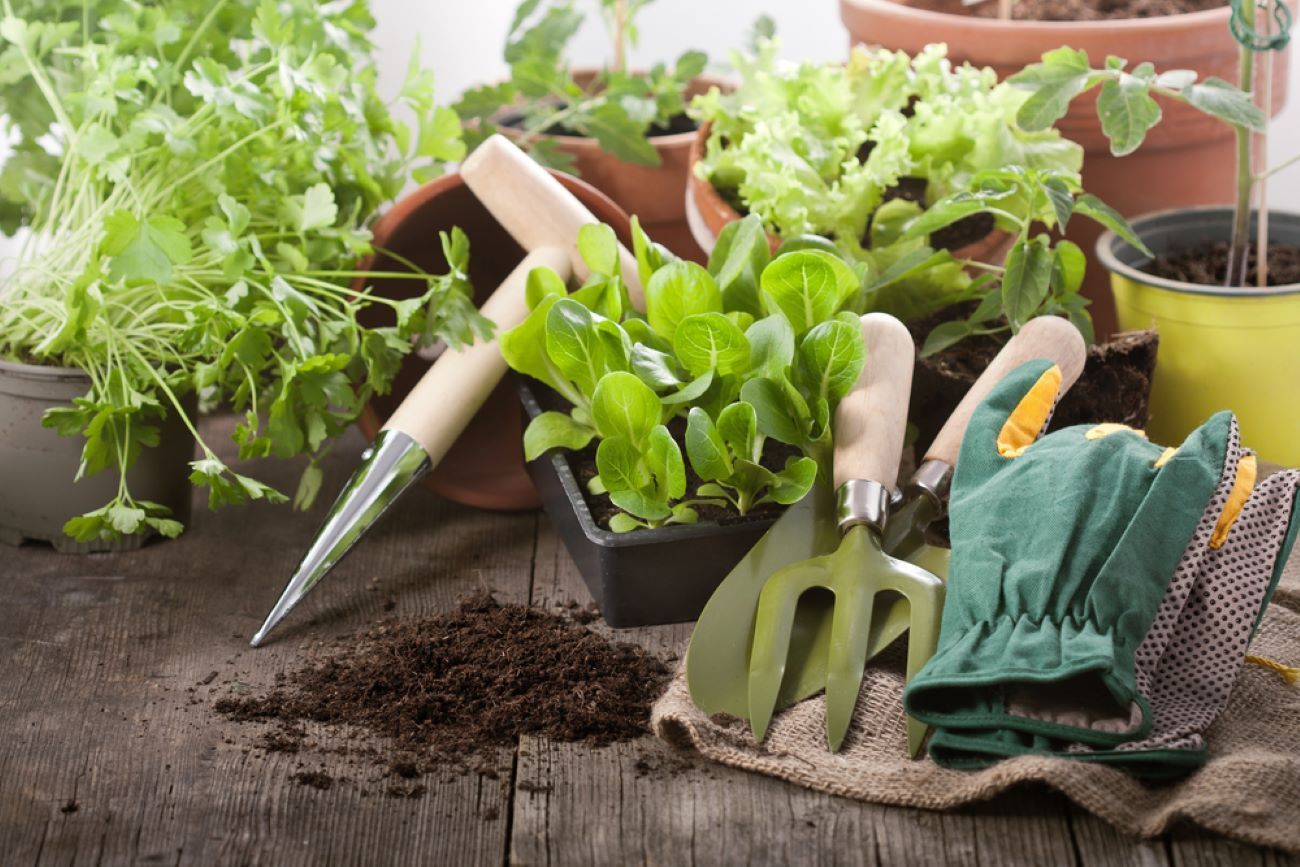 A Wooden Table Topped With Potted Plants and Gardening Tools — Barnyard Stockfeed, Pet, Garden and Florist in Childers, QLD