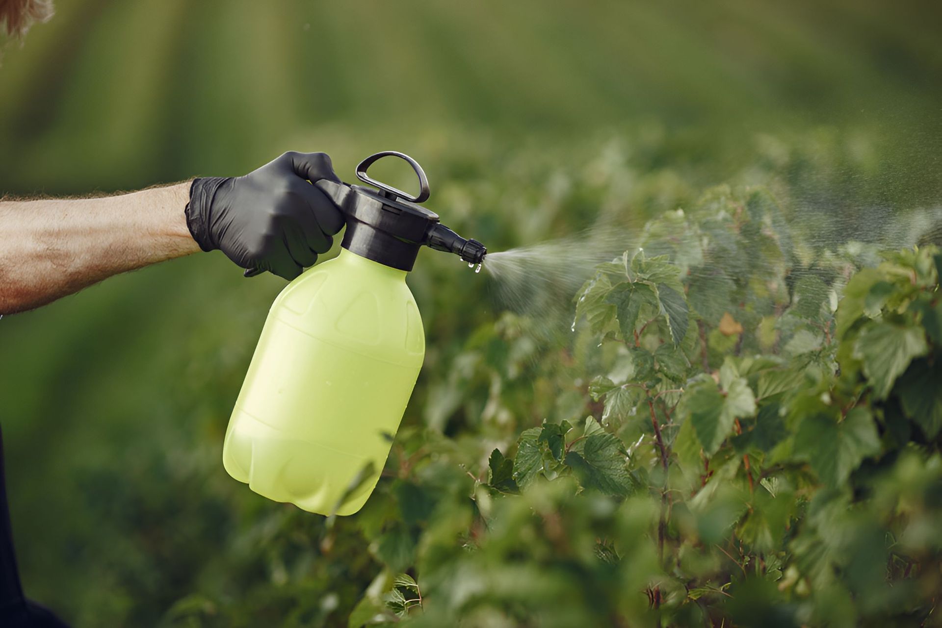 A Man is Spraying a Plant With a Spray Bottle — Barnyard Stockfeed, Pet, Garden and Florist in Childers, QLD