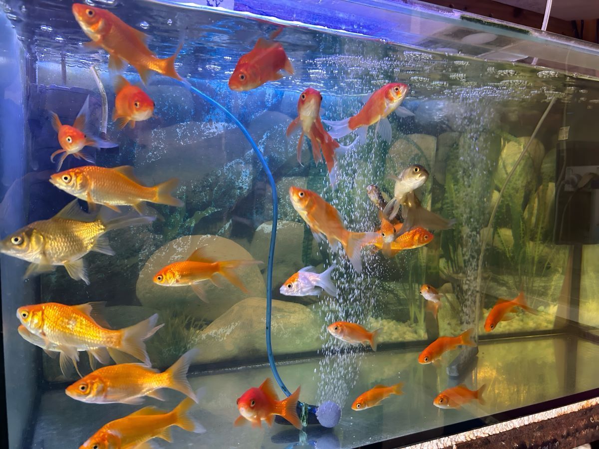 A Group of Goldfish Are Swimming in a Tank — Barnyard Stockfeed, Pet, Garden and Florist in Childers, QLD