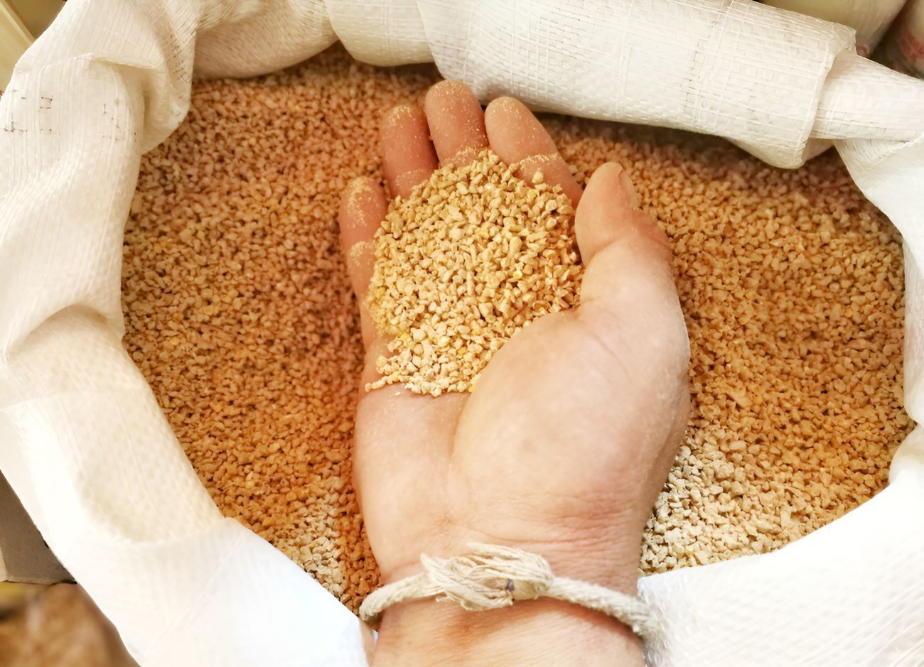 A Person is Holding a Handful of Grains — Barnyard Stockfeed, Pet, Garden and Florist in Childers, QLD