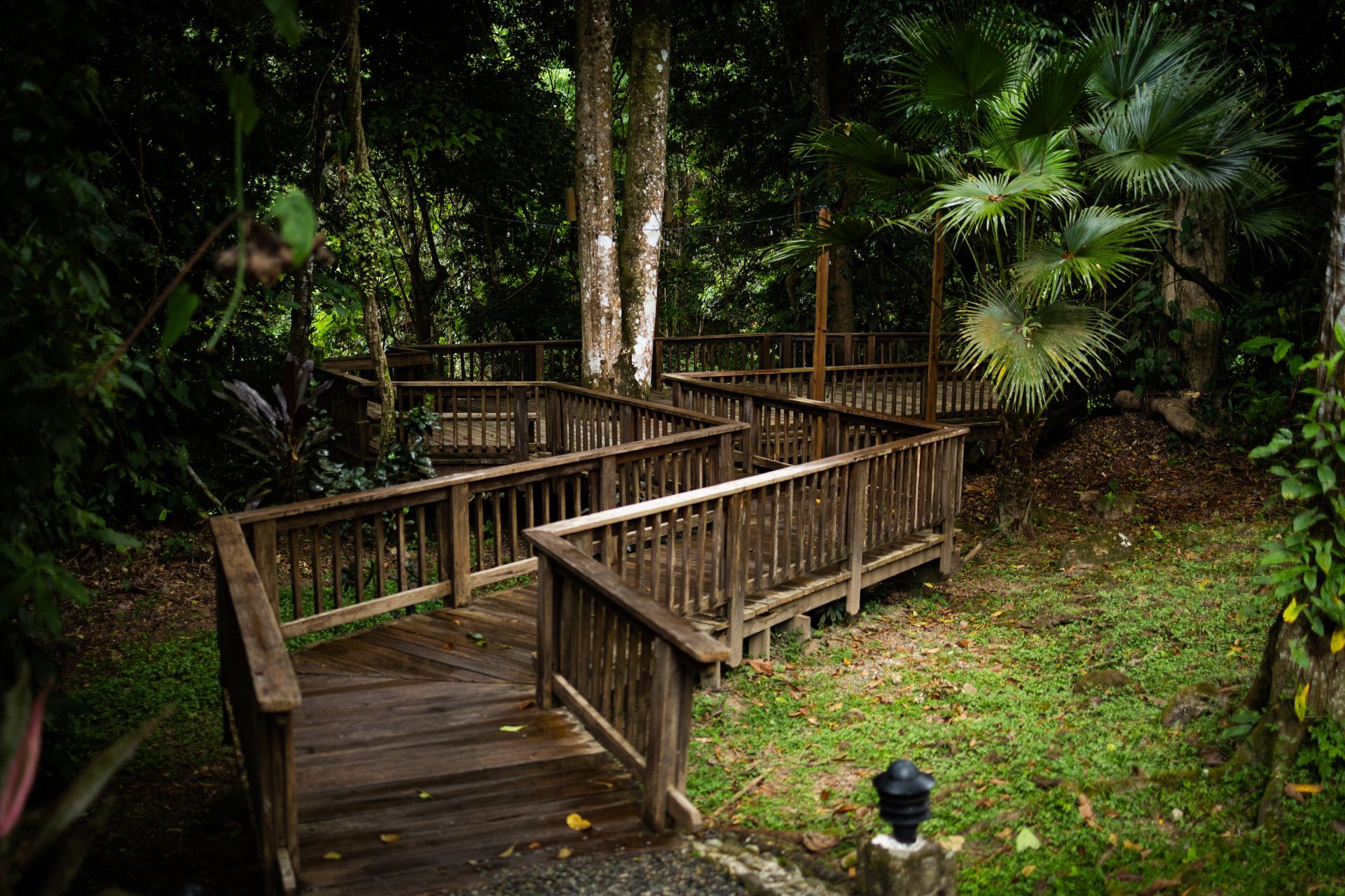 A wooden bridge in the middle of a lush green forest.