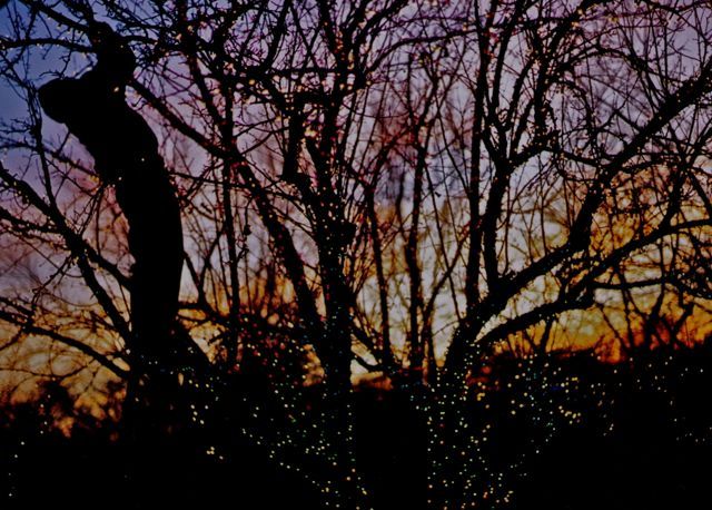 The Magic Tree | 2004-2006 Gallery Photos