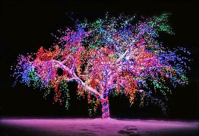 The Magic Tree | 2008-2010 Gallery Photos
