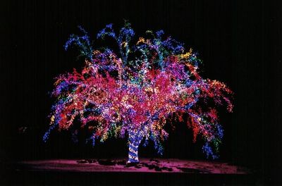 Magic Tree | Gallery
