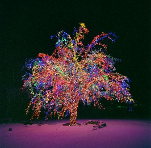 The Magic Tree | 2007 Gallery Photos