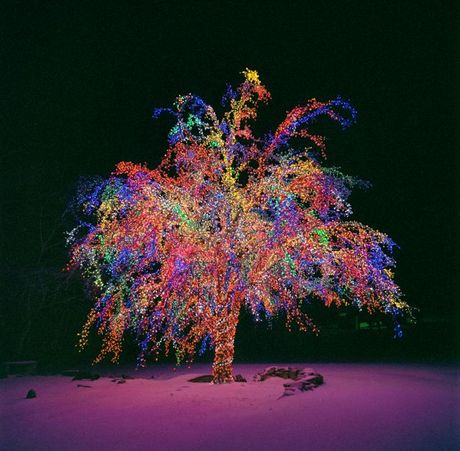 The Magic Tree | 2007 Gallery Photos