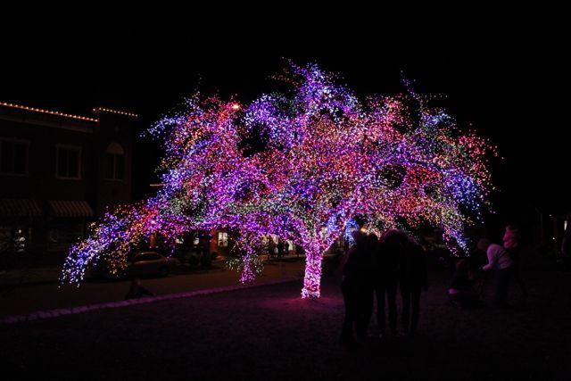 The Magic Tree | 2012 Gallery Photos