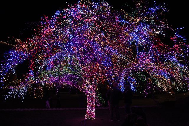 The Magic Tree | 2012 Gallery Photos