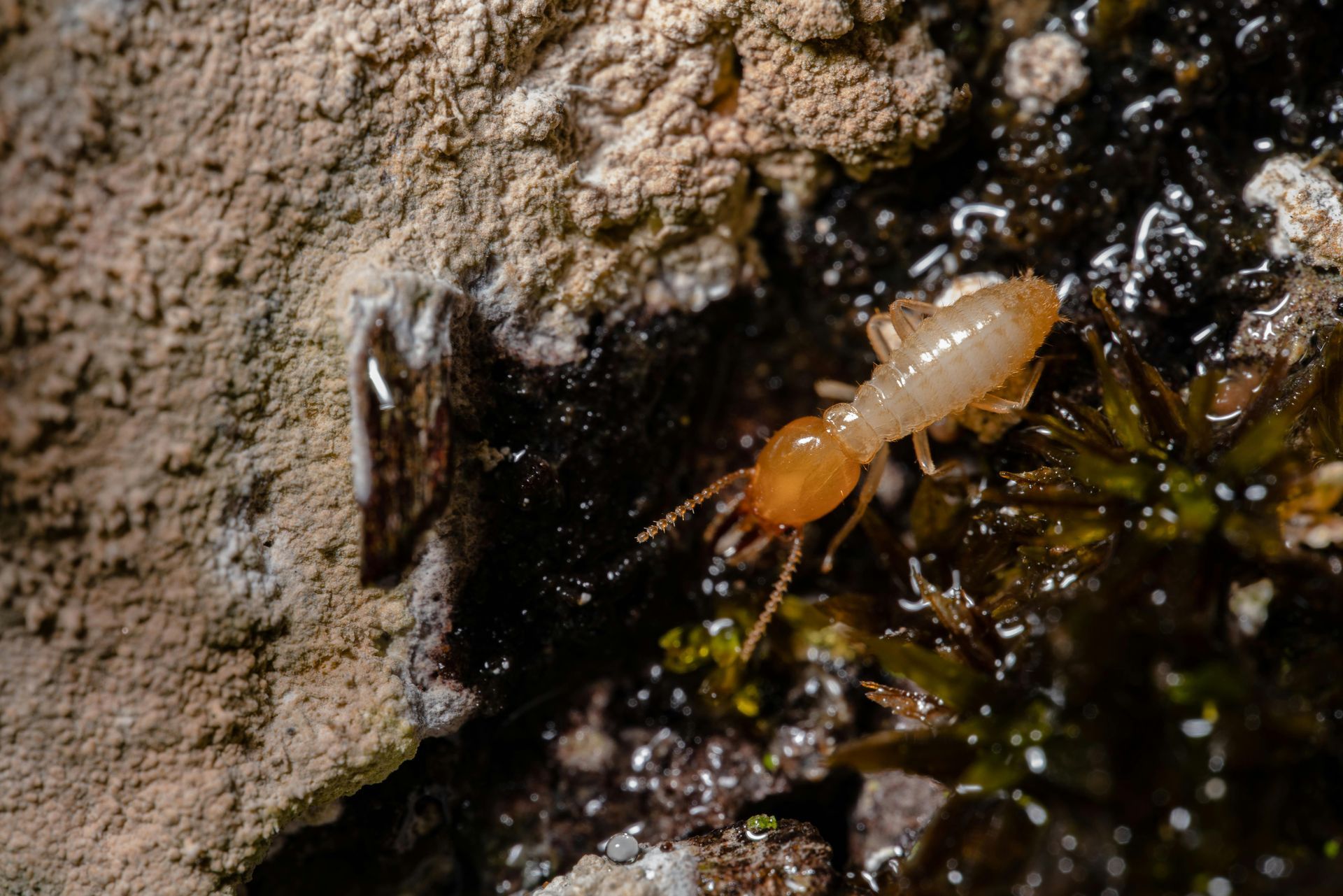 A small, light-colored termite with an orange head crawls on dark, moist soil next to a textured rock surface.
