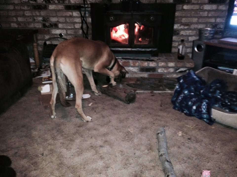 Dog Near Fireplace — East Bay, CA — Poggi & Co. 