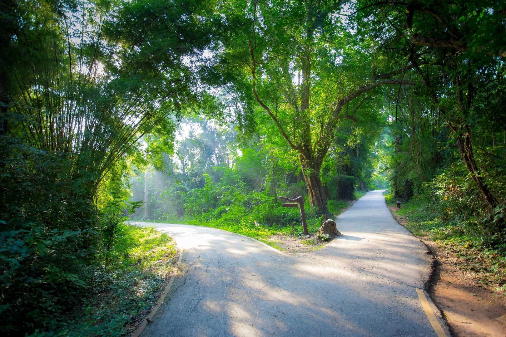 A road that is going through a forest with trees on both sides.
