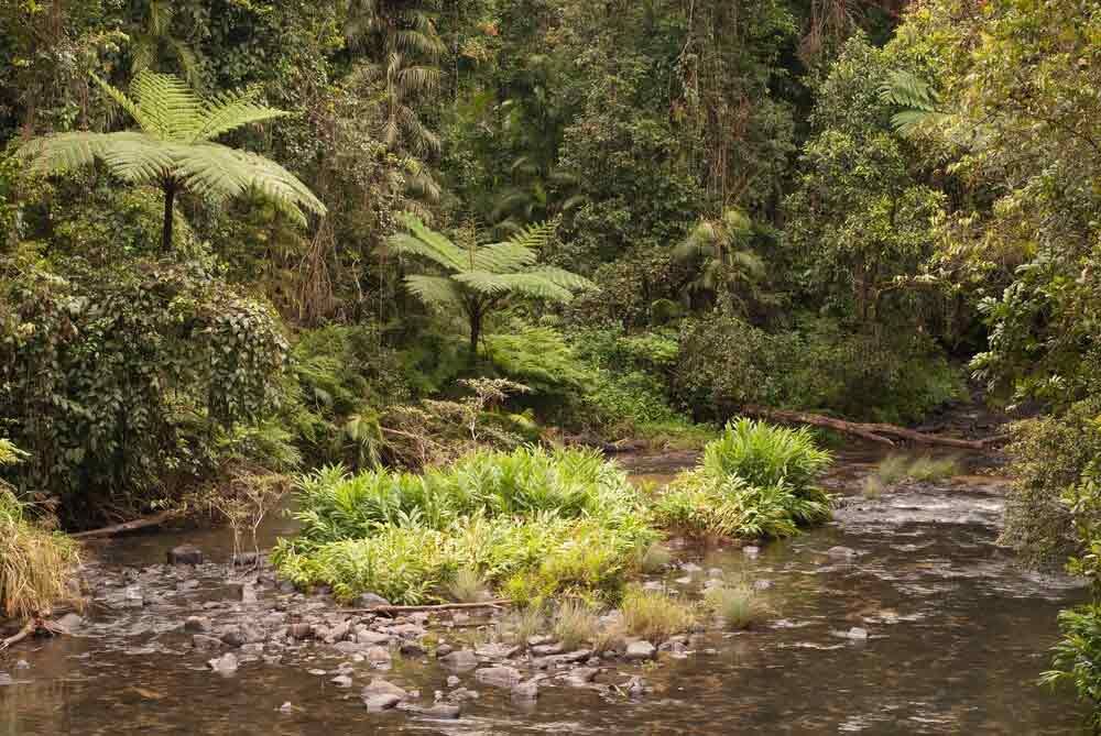 A River Flowing Through A Lush Green Forest Surrounded By Trees — Omni Builders In Innisfail, QLD