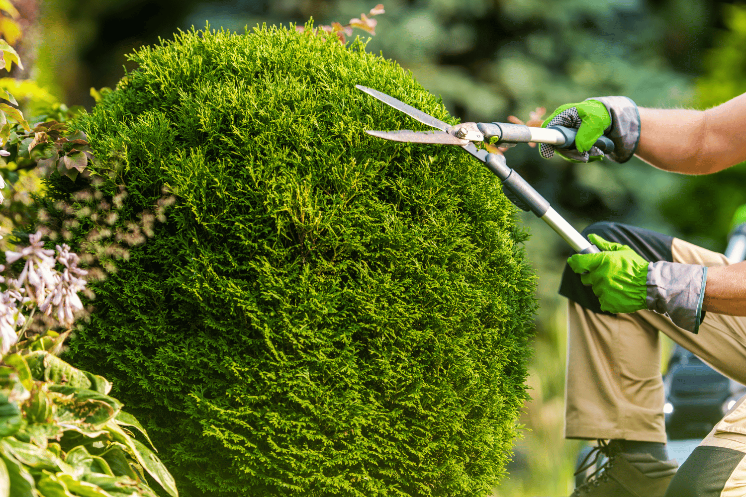 A man is cutting a bush with a pair of scissors.