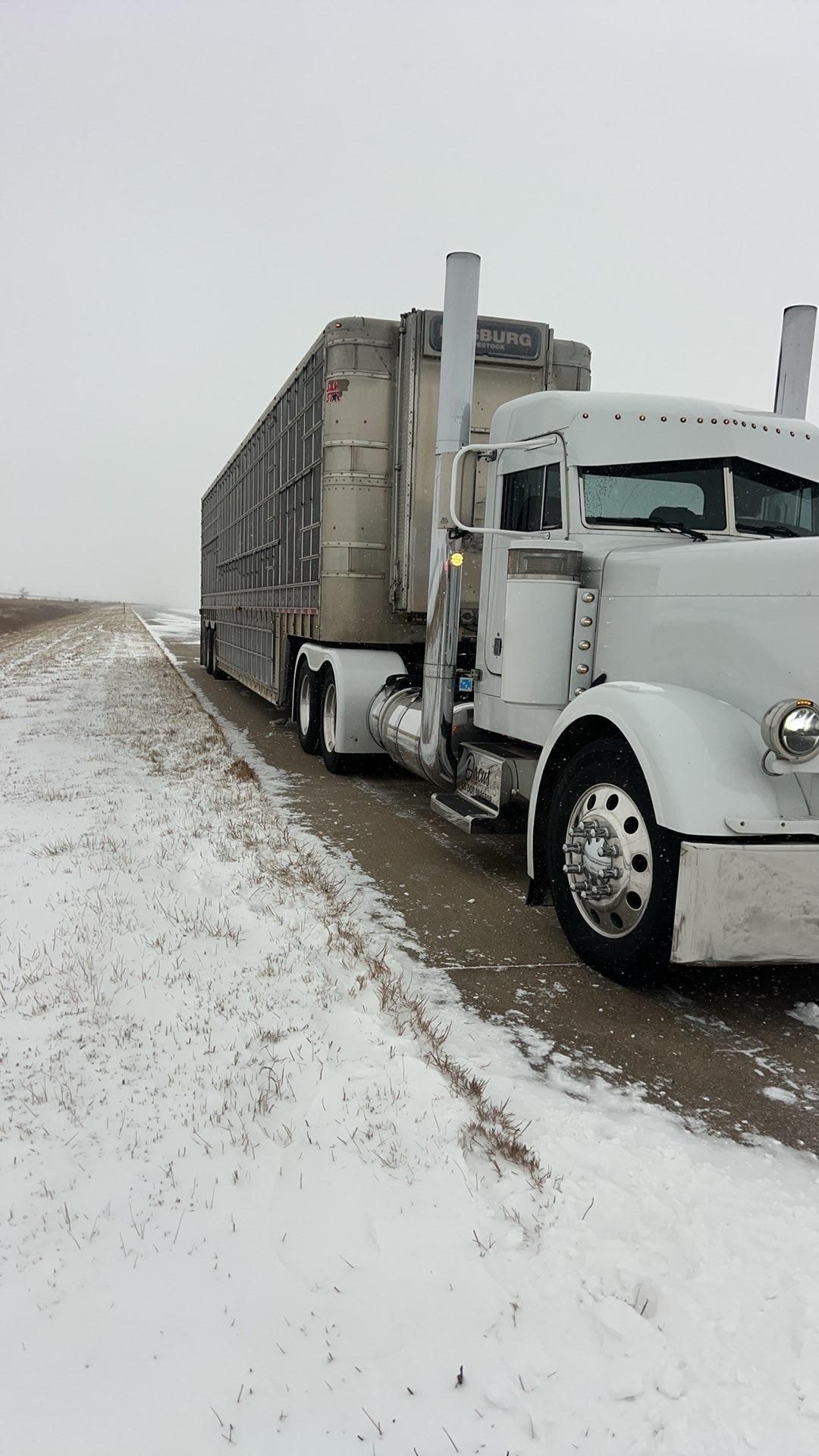 White semi-truck with livestock trailer on snowy, dirt road. Winter scene with gray trailer.