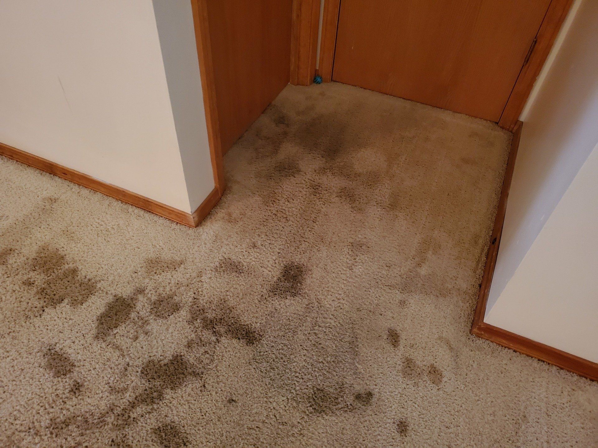 A dirty carpet in a hallway next to a door.