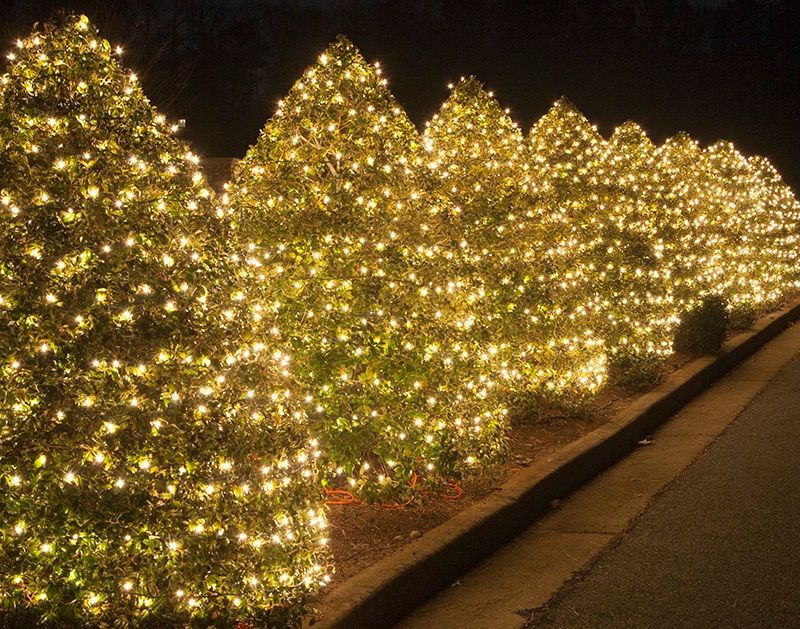 A row of bushes covered in christmas lights at night