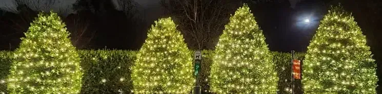 A row of christmas trees are lit up at night.