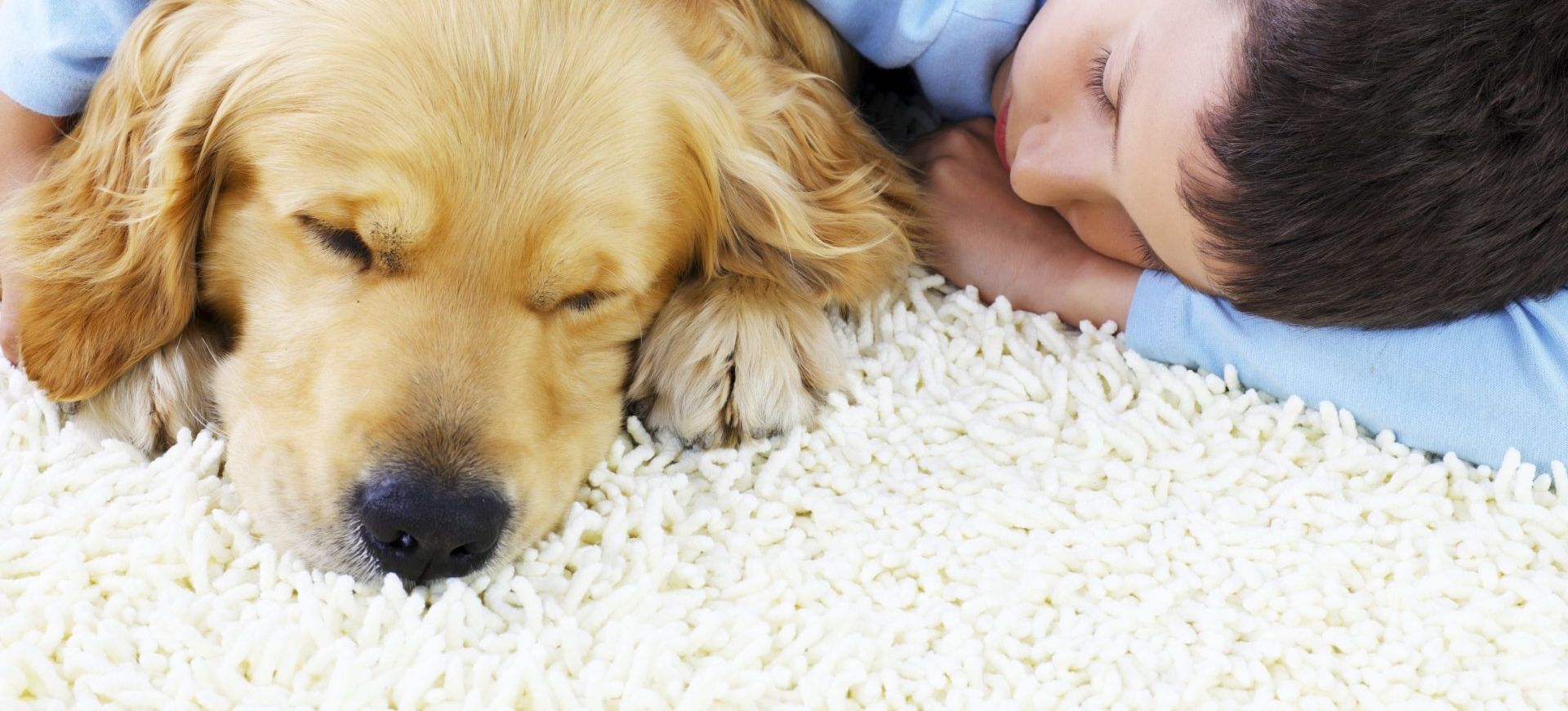 Freshly cleaned carpet, showing its plush texture and vibrant color with a boy and a dog enjoying a nap.