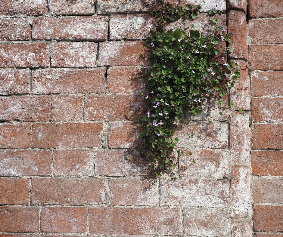 Weathered brick wall with visible efflorescence on its surface
