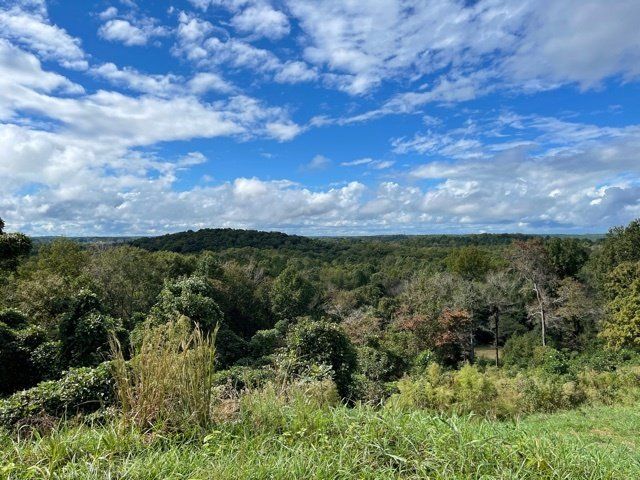 A view of a forest from a hill with a blue sky and clouds.