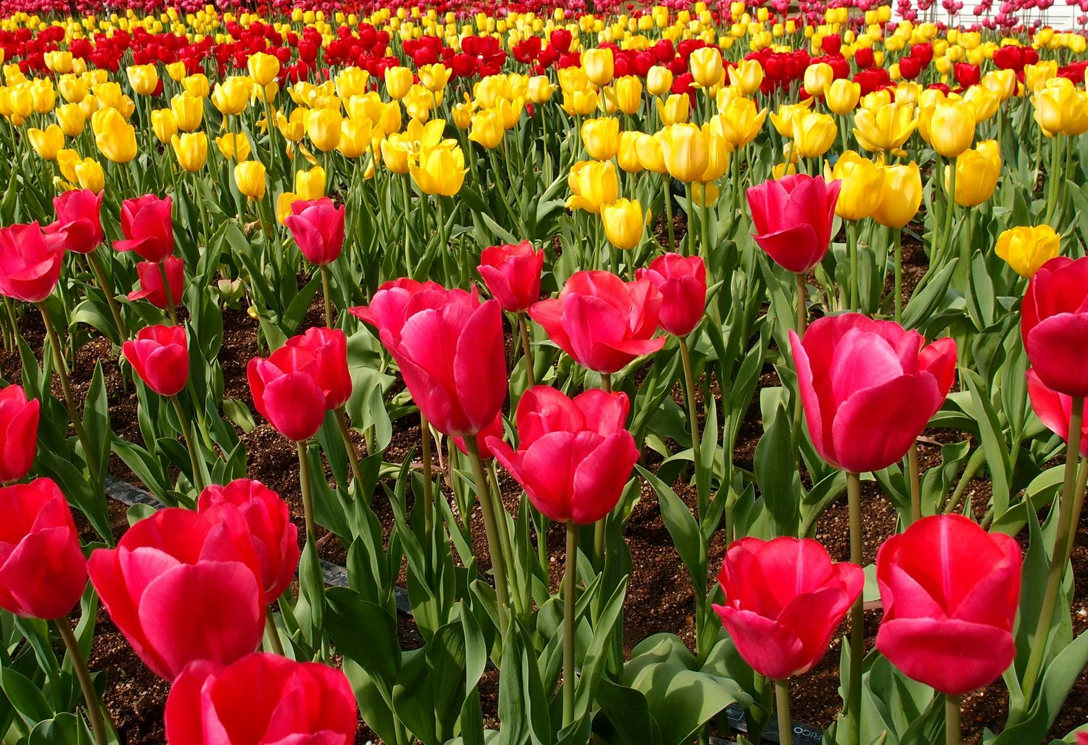 A man is using a green and yellow lawn mower to cut the grass.