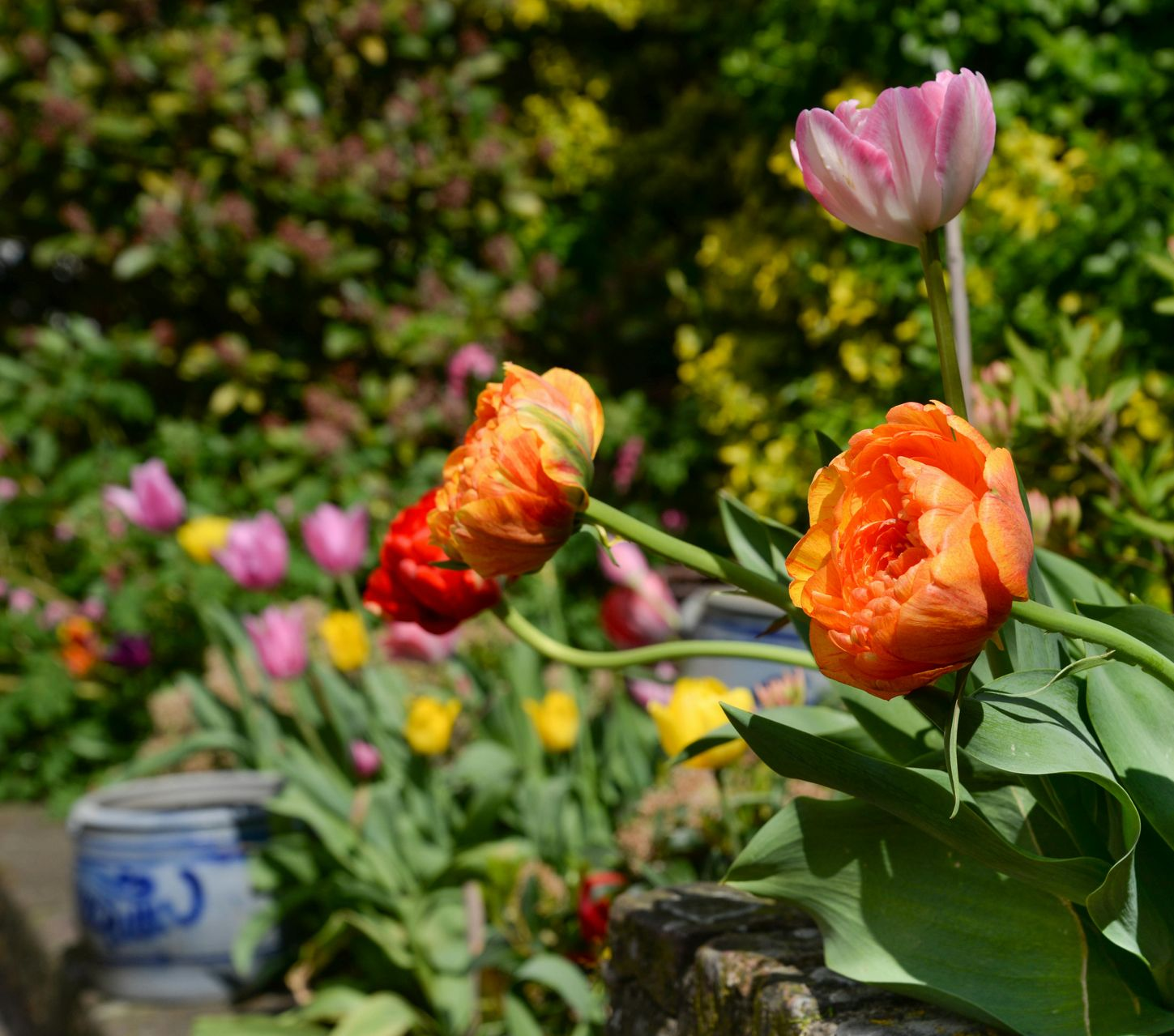 A man is mowing a lush green lawn with a lawn mower.