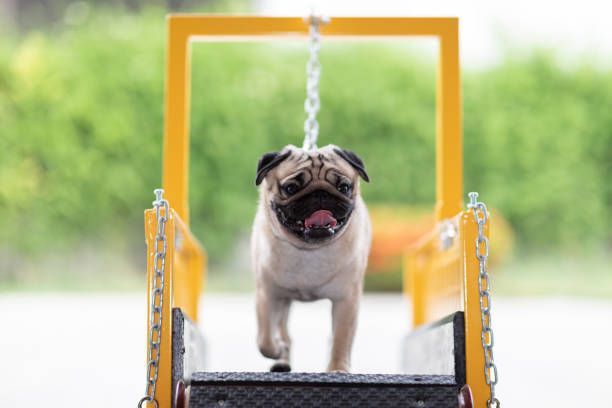 A pug dog is running on a treadmill.