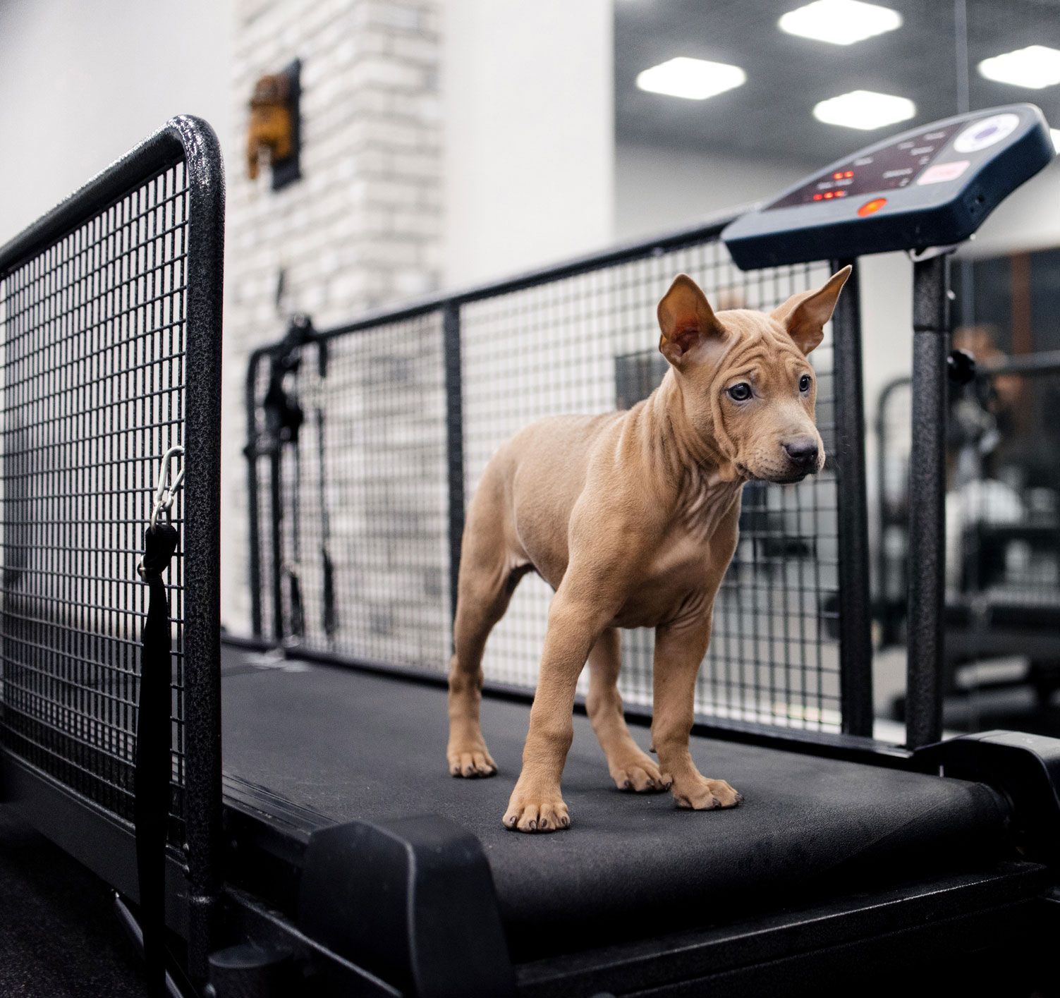 A puppy is standing on a treadmill in a gym.