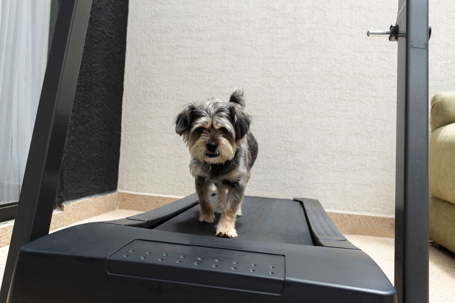 A small dog is walking on a treadmill in a living room.