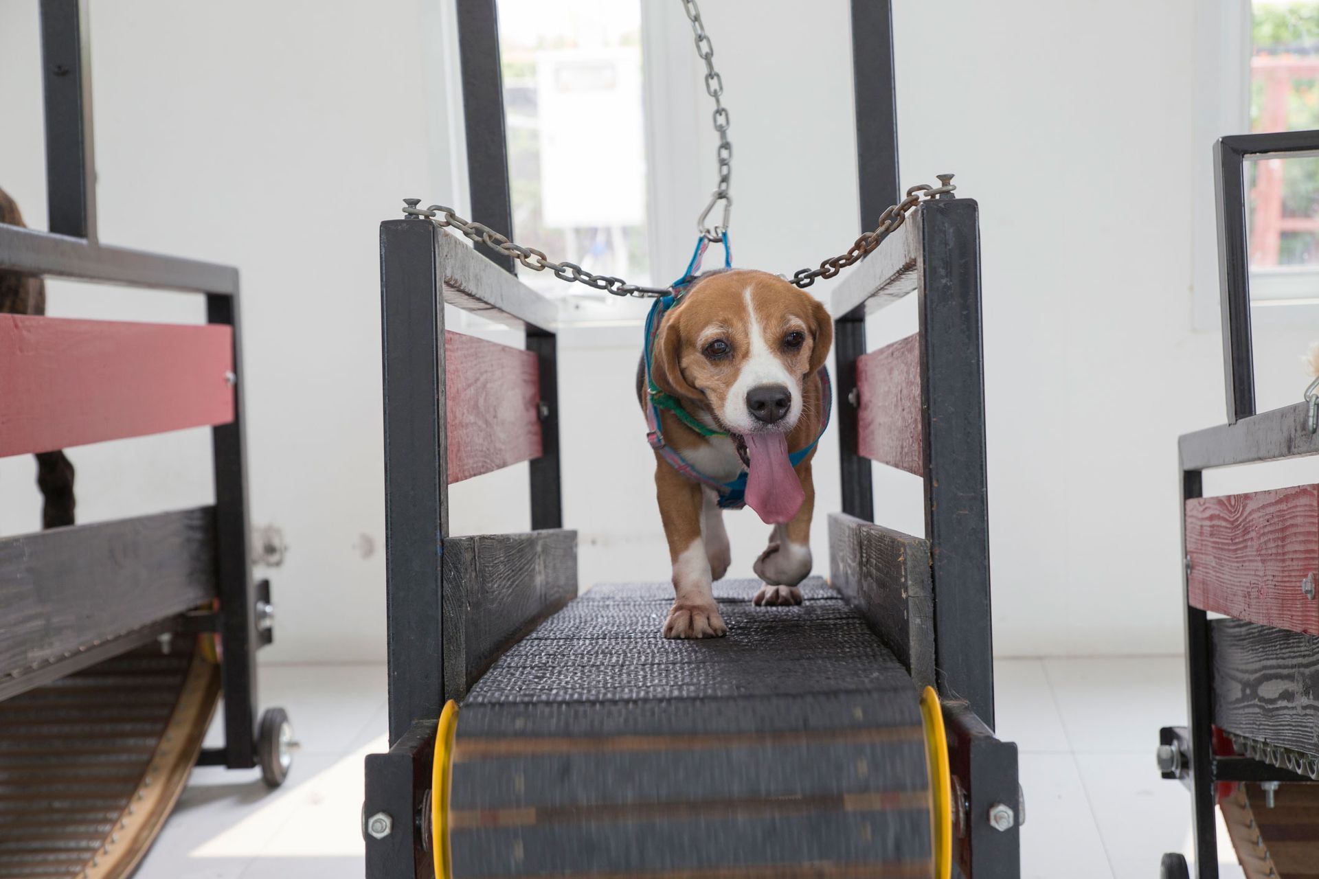 A dog is running on a treadmill in a room.