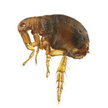 Fleas — Fort Smith, AR — Extermco Termite & Pest Control