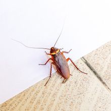 Cockroaches — Fort Smith, AR — Extermco Termite & Pest Control