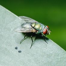 Flies — Fort Smith, AR — Extermco Termite & Pest Control