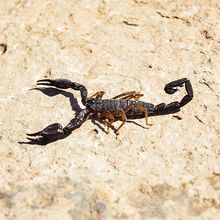 Scorpion in the desert with shadow