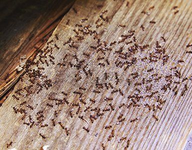 Putting Pesticides Below Refrigerator — Fort Smith, AR — Extermco Termite & Pest Control
