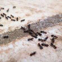 Ants — Fort Smith, AR — Extermco Termite & Pest Control