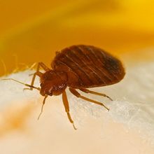 Close up of bed bug on skin 