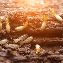 Termites — Fort Smith, AR — Extermco Termite & Pest Control