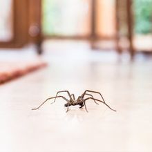 Spider — Fort Smith, AR — Extermco Termite & Pest Control