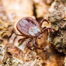 Tick — Fort Smith, AR — Extermco Termite & Pest Control