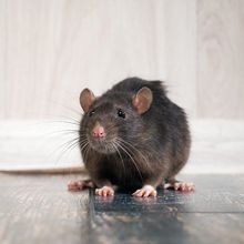 Rodent — Fort Smith, AR — Extermco Termite & Pest Control