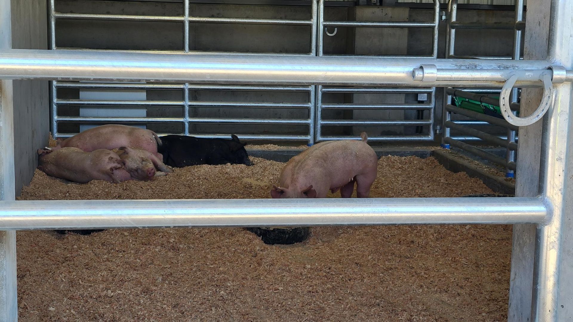 A group of pigs are laying in a pen.