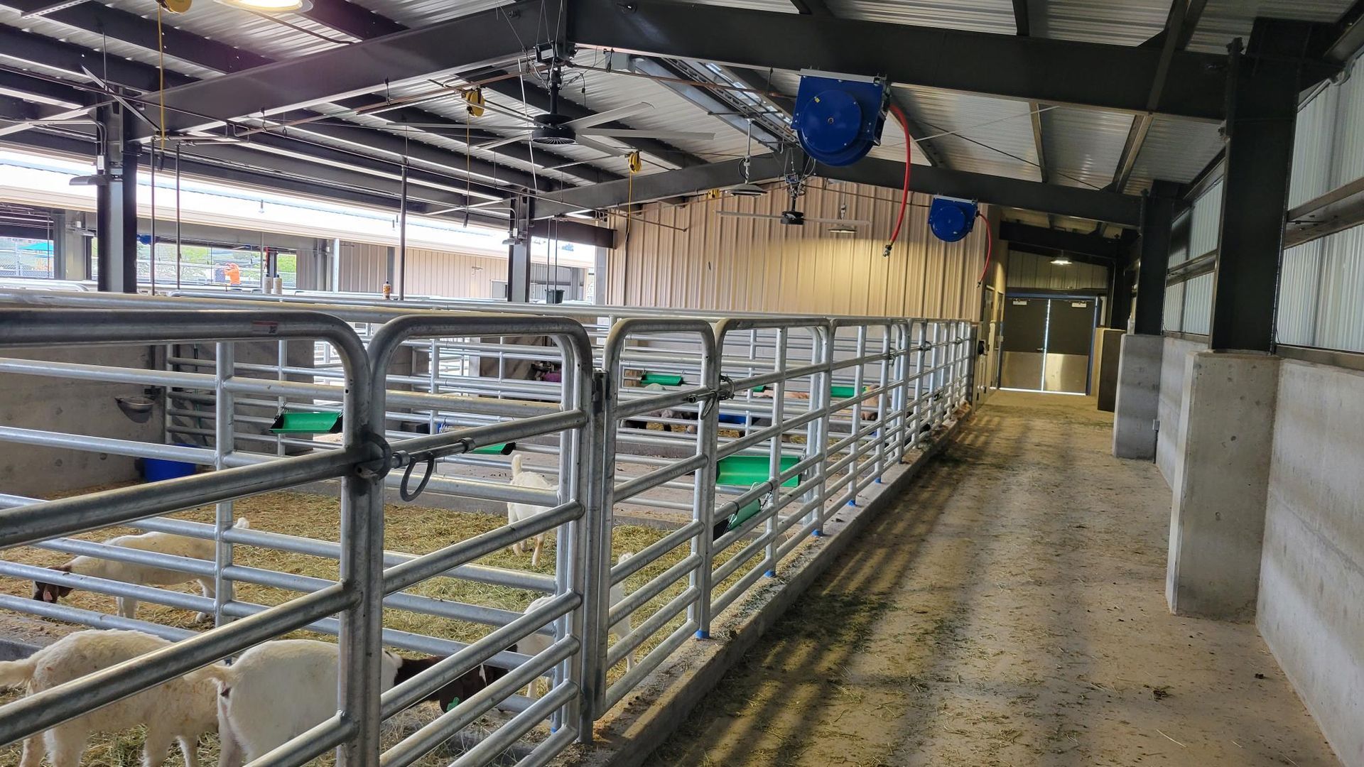 A row of sheep are standing in a pen in a barn.