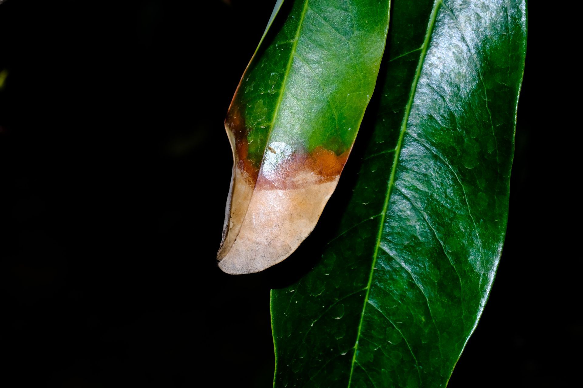 A close up of a green leaf with a brown spot on it.