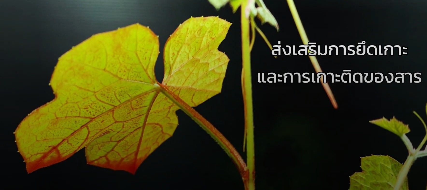 ผลิตภัณฑ์ส่งเสริมการยึดเกาะและการเกาะติดของสาร