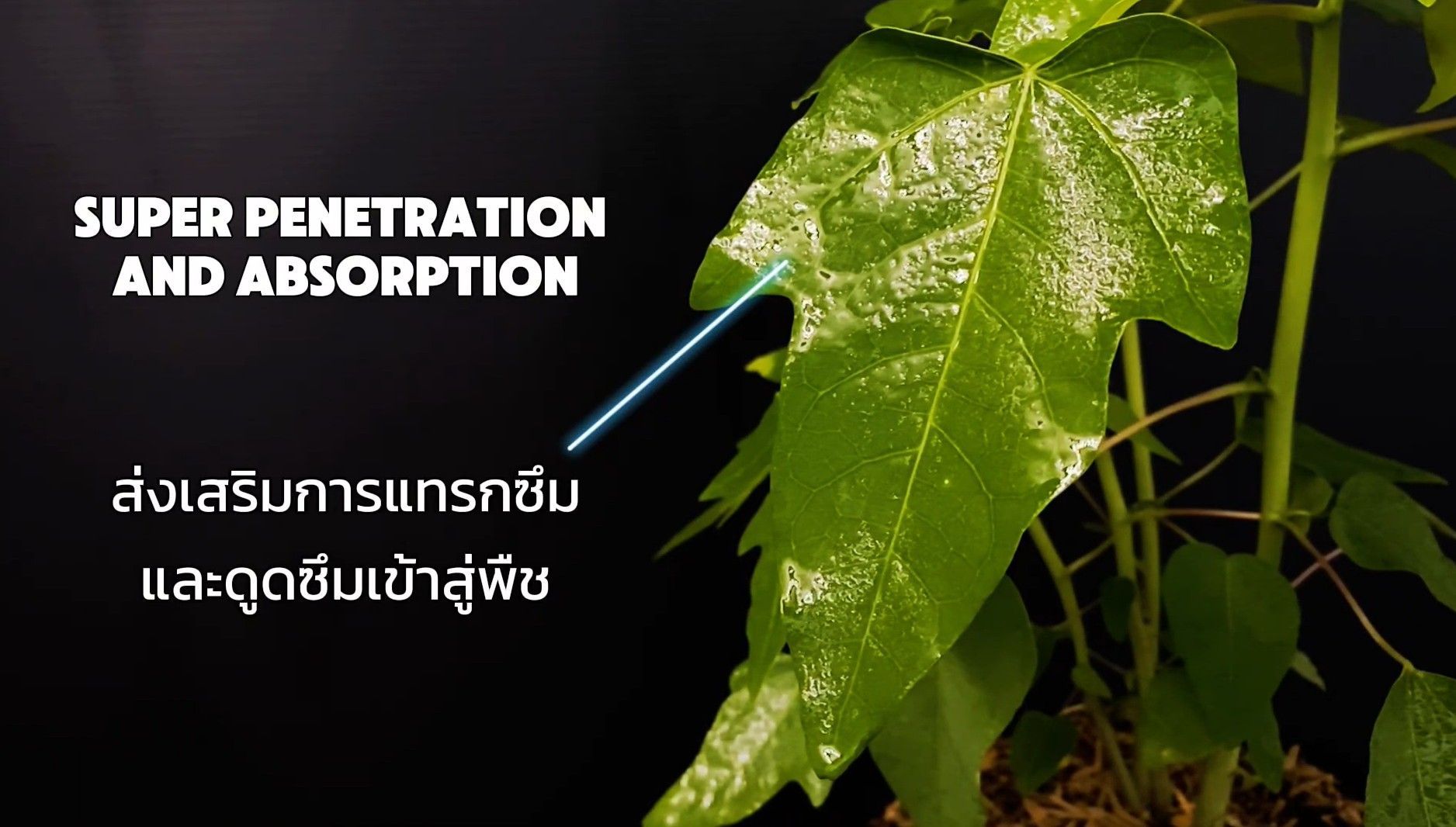 ผลิตภัณฑ์ส่งเสริมการเเทรกซึม และดูดซึมเข้าสู่พืช