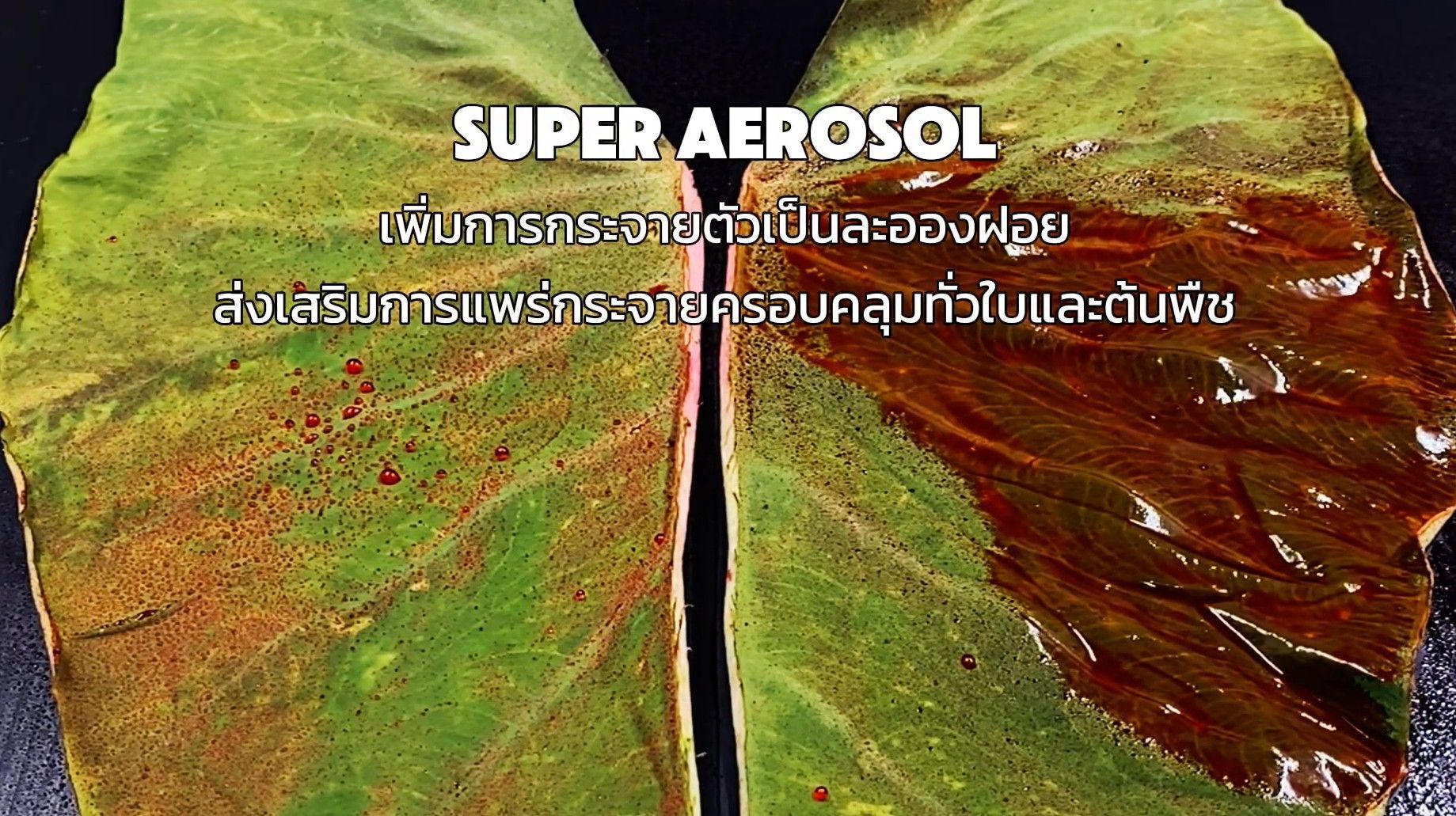 ผลิตภัณฑ์ส่งเสริมการแพร่กระจายครอบคลุมทั่วใบเเละต้นพืช